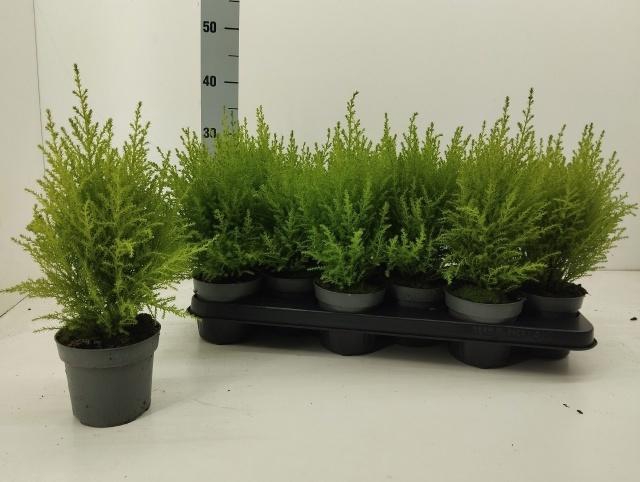 <h4>CUPR MA GOLDC WILMA</h4>