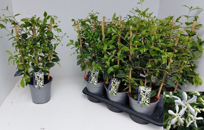 <h4>TRAC JASMINOIDES</h4>