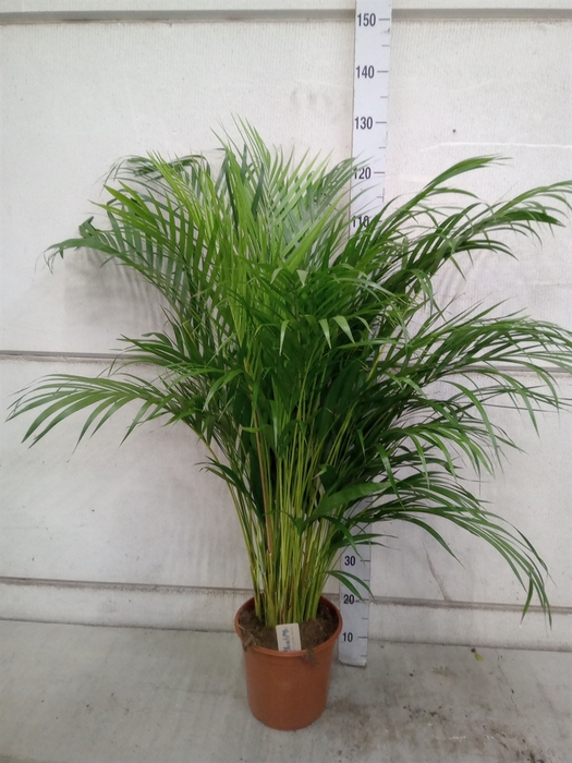 <h4>Dypsis lutescens   ...Chrysalidoca</h4>