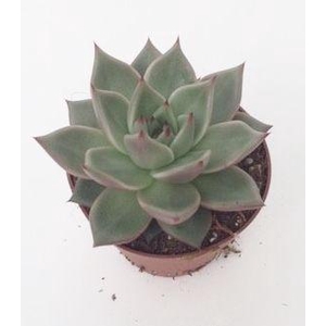 Echeveria Sirius