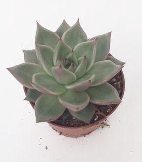 <h4>Echeveria Sirius</h4>