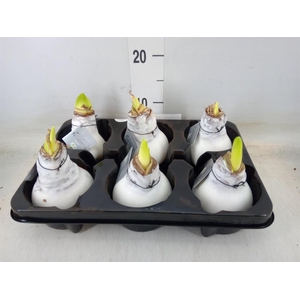 Hippeastrum   ...waxed