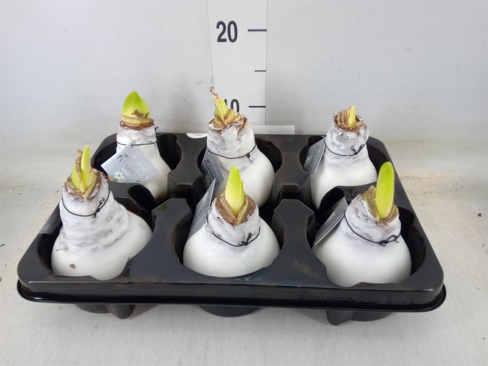 <h4>Hippeastrum   ...waxed</h4>