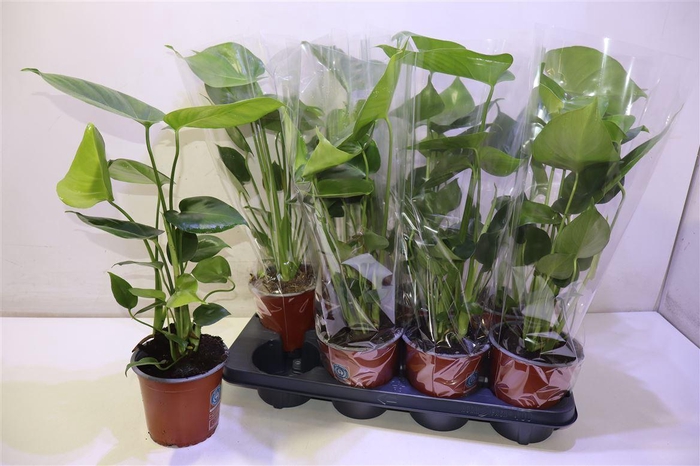 <h4>arr8 Monstera Deliciosa</h4>