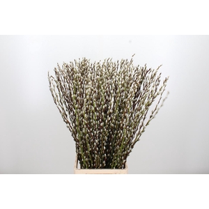Salix Wilgenkatjes