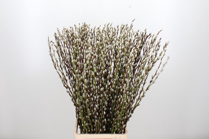 <h4>Salix Wilgenkatjes</h4>