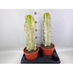 Euphorbia ingens 'Variegata'