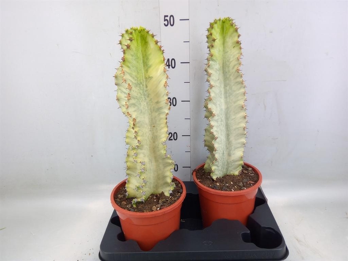 <h4>Euphorbia ingens 'Variegata'</h4>