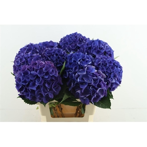 Hydr M Anne 60-18