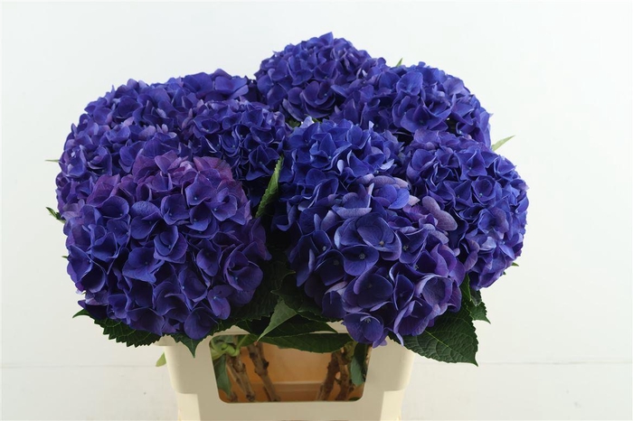 <h4>Hydr M Anne 60-18</h4>