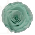 Rose light mint majestic pres.