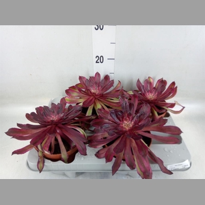 Aeonium   ...