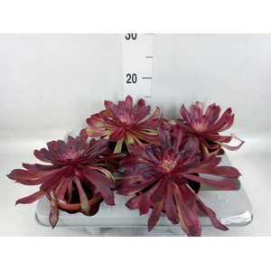 Aeonium   ...