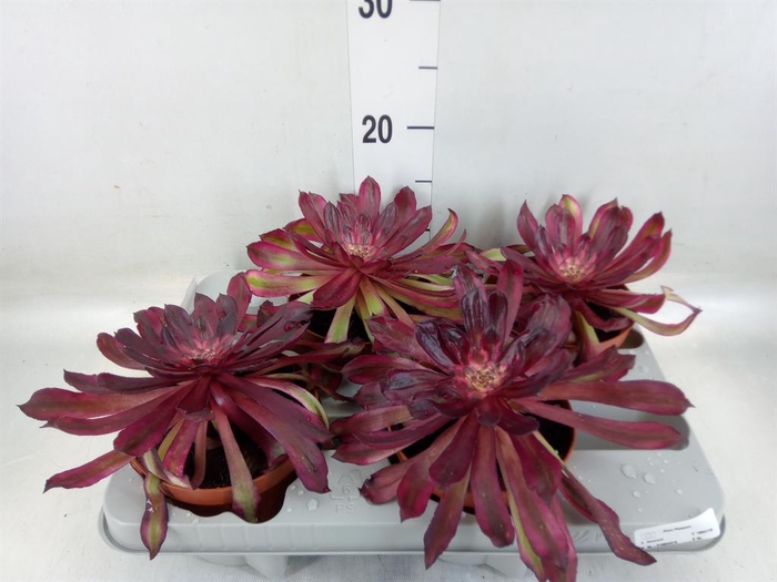 <h4>Aeonium   ...</h4>
