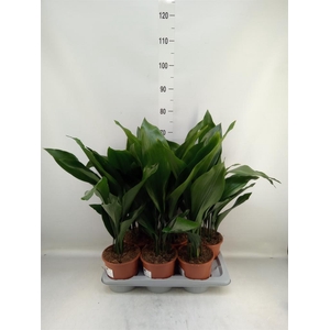 Aspidistra elat.