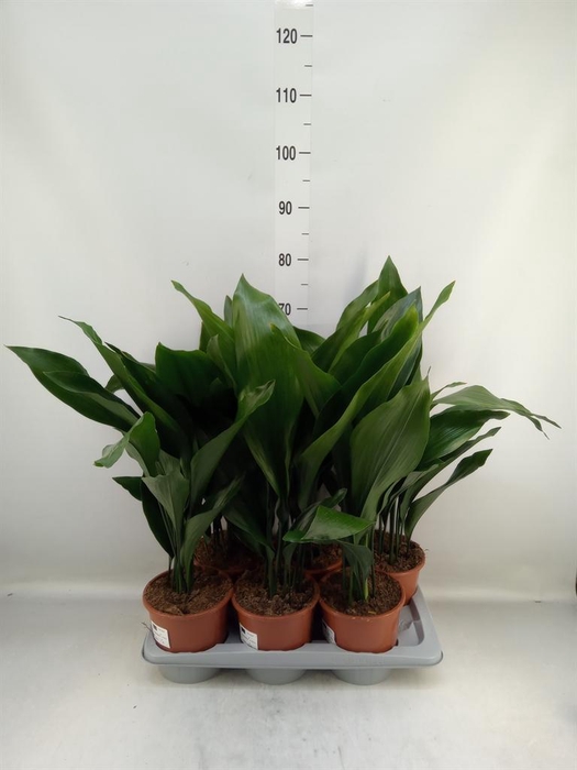 <h4>Aspidistra elat.</h4>