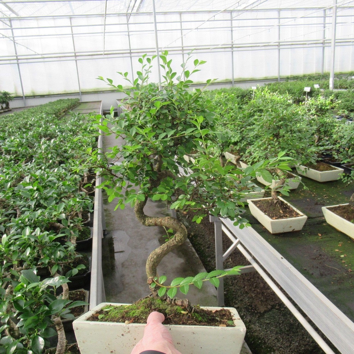 <h4>Zelkova parvifolia, 30cm., shape, with driptray</h4>