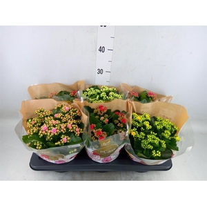 Kalanchoe blos. 'Rosalina'  ..mix 5
