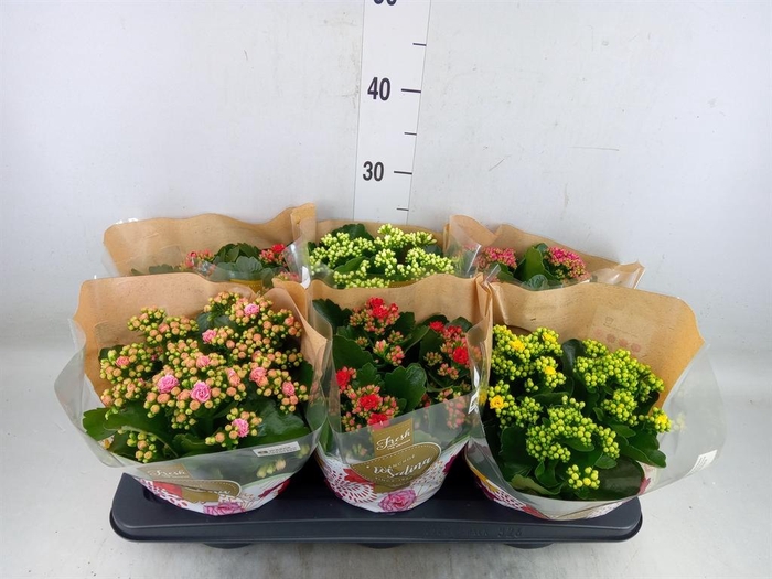 <h4>Kalanchoe blos. 'Rosalina'  ..mix 5</h4>