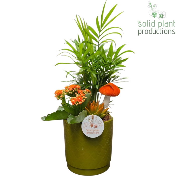 <h4>CE001 Amy Green Orange Echeveria</h4>