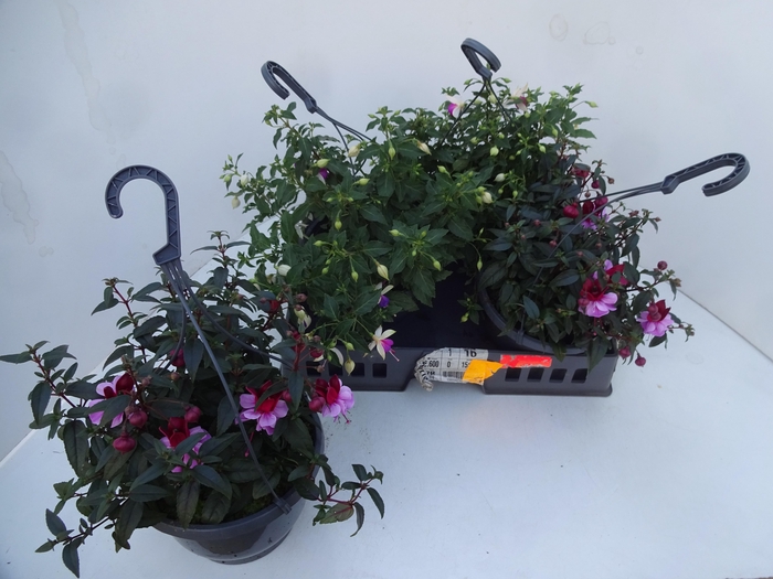 <h4>FUCHSIA GEM</h4>