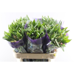 Alstr Avianna (l.rose)