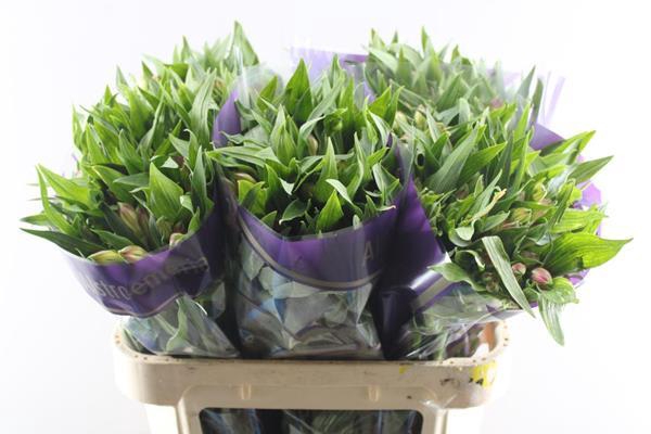 <h4>Alstr Avianna (l.rose)</h4>