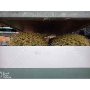 Echinocactus grusonii