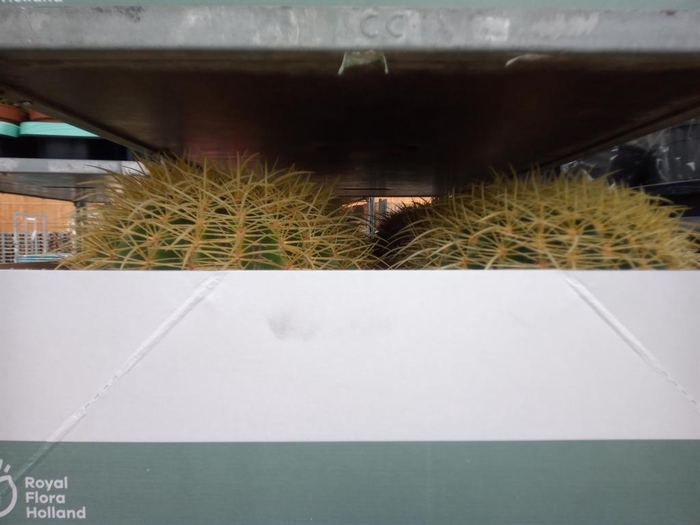 <h4>Echinocactus grusonii</h4>