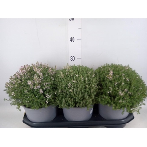 Thymus vulgaris