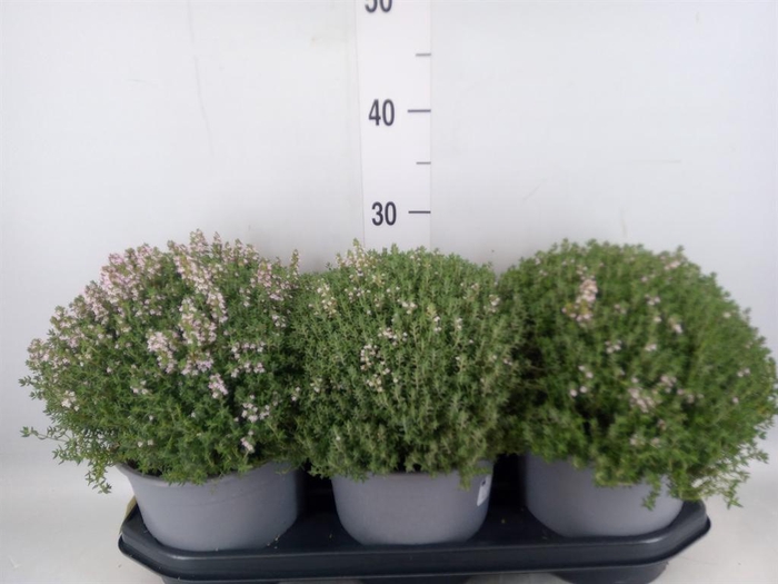 <h4>Thymus vulgaris</h4>