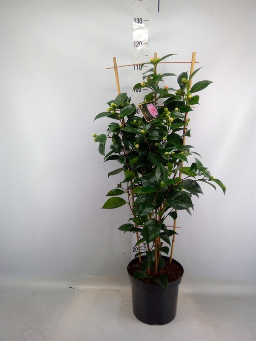 <h4>Camellia japonica 'WilliamBartlett'</h4>