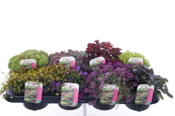 <h4>Rotsplanten mix</h4>