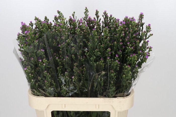 <h4>Aster Painted Lady</h4>