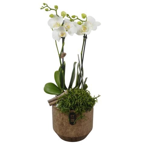 <h4>PTIB5342 Arrangement Indoor in keramiek pot</h4>