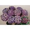 Hydrangea 'Royal Anastasia' 20cm