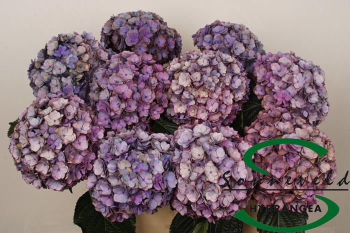<h4>Hydrangea 'Royal Anastasia' 18cm</h4>