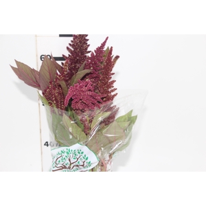 AMARANTHUS D. VINHO 060 CM VINHO