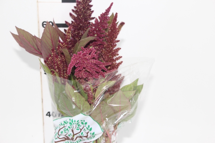<h4>AMARANTHUS D. VINHO 060 CM VINHO</h4>