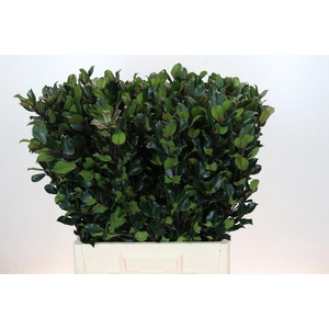 Ilex Meserveae Blue Prince