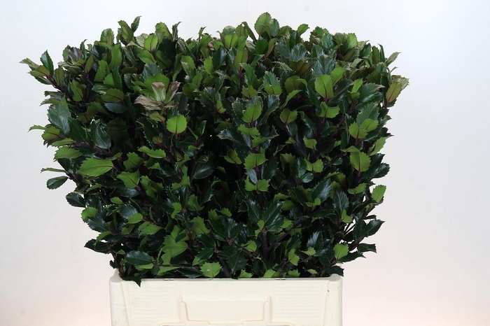 <h4>Ilex Meserveae Blue Prince</h4>