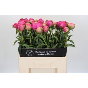 Paeonia glory hallelujah