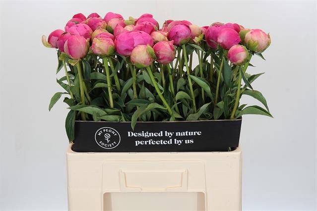 <h4>Paeonia glory hallelujah</h4>