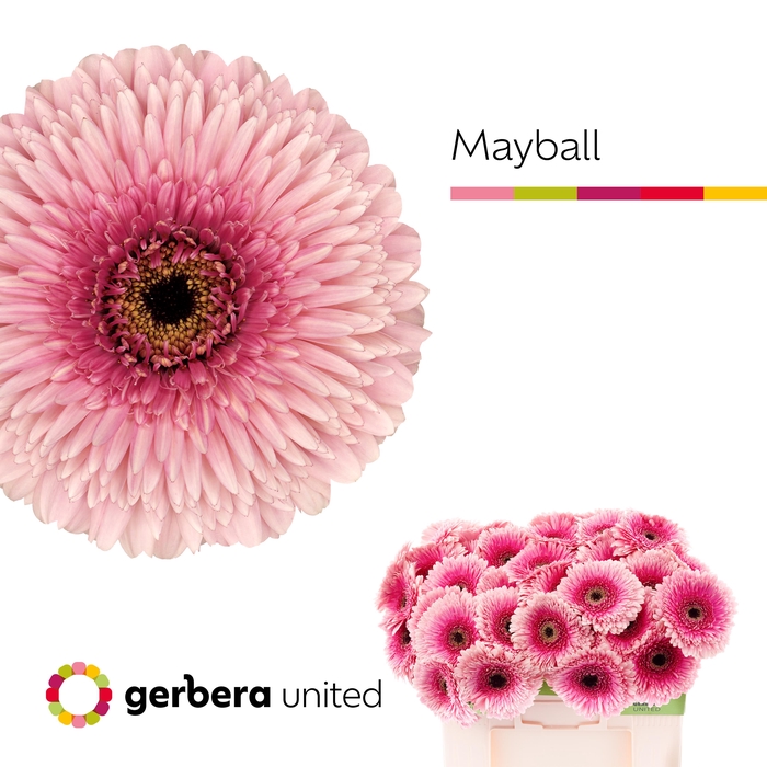 <h4>Gerbera Pomponi May Ball Water</h4>