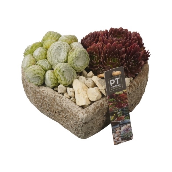 <h4>PTS2836 Arrangement Sempervivum in beton hart</h4>