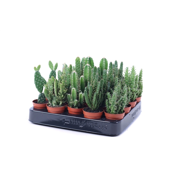 <h4>Budget cactus mix 5,5 cm</h4>