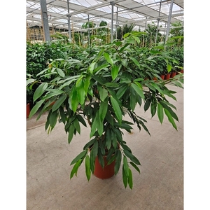 Ficus Amstel King