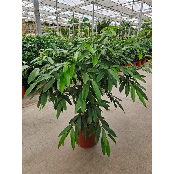 <h4>Ficus Amstel King</h4>