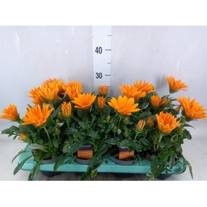 Gazania splen. 'Giant Deep Orange'