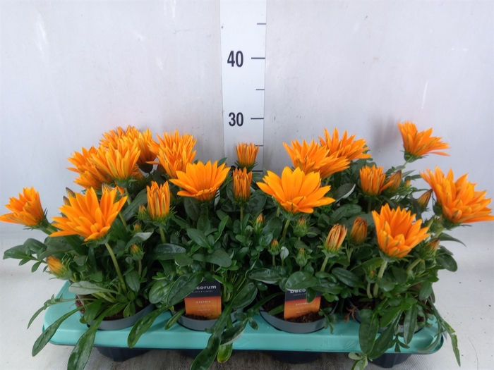 <h4>Gazania splen. 'Giant Deep Orange'</h4>